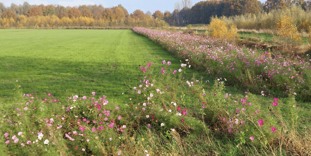 Veld met bloemen
