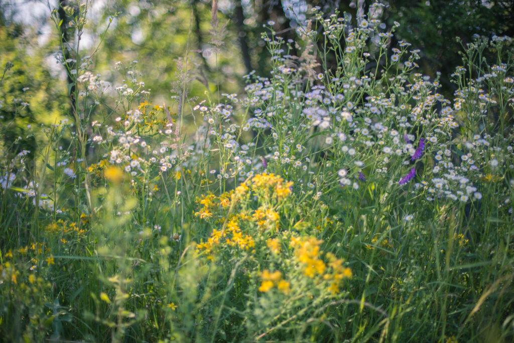 Ambitie voor klimaat & groen