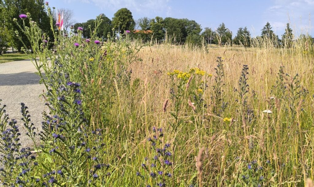 Bloeiende berm met kruiden en hoog gras langs een pad.