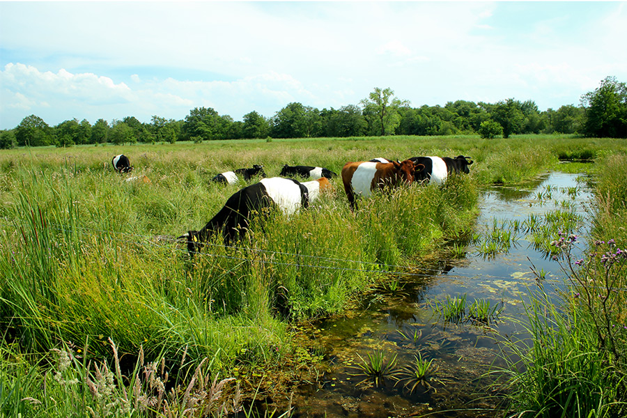 Koeien in natuurgebied De Wieden in Steenwijkerland.