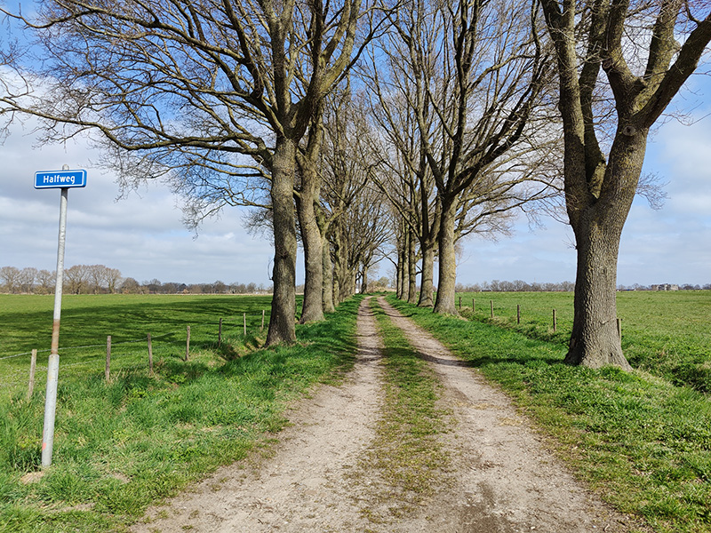 Zandpad met bomenrij langs weilanden bij Halfweg in Zuidveen.