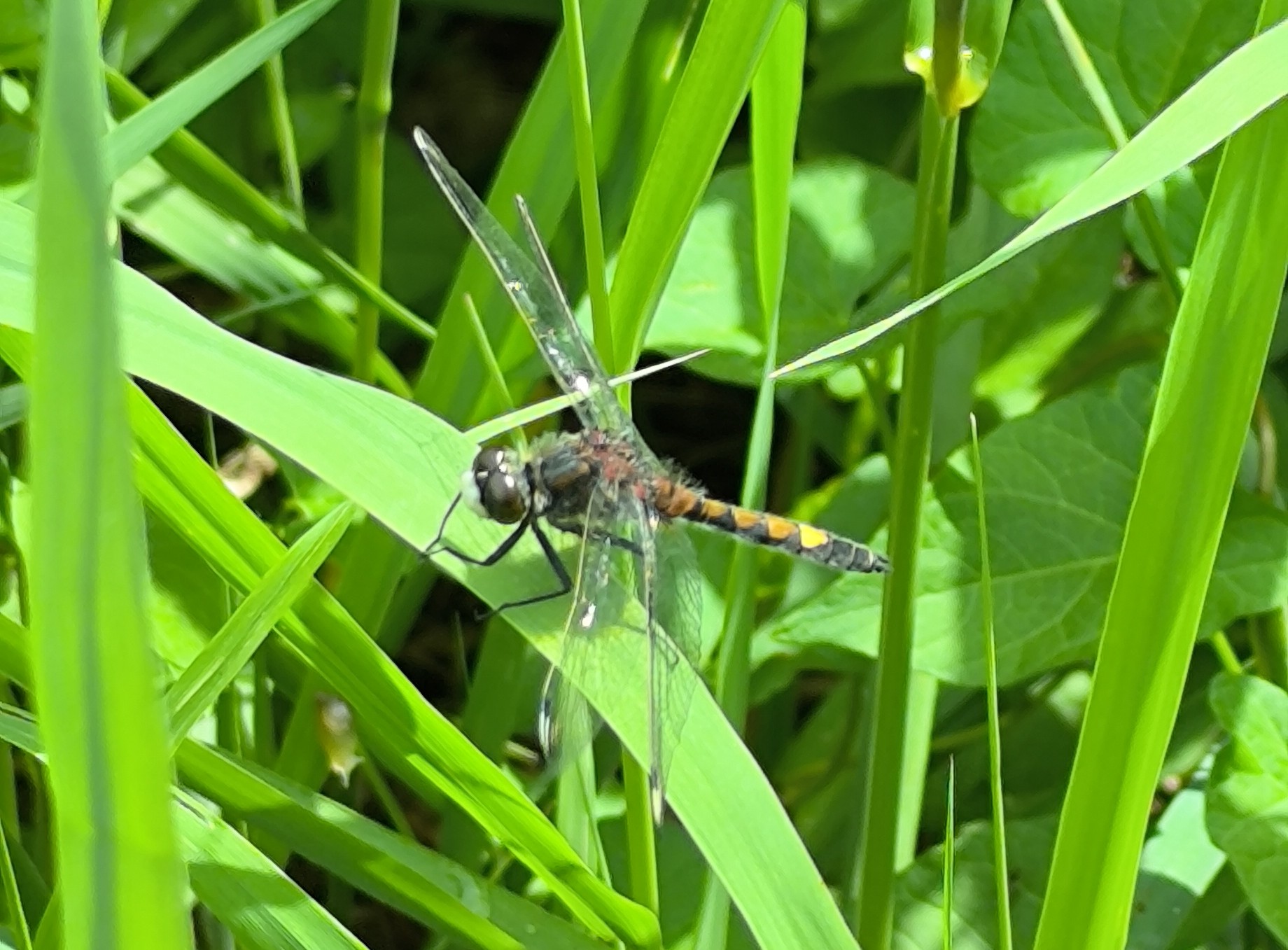 Gevlekte witsnuitlibel in het riet van Nationaal Park Weerribben-Wieden in Steenwijkerland
