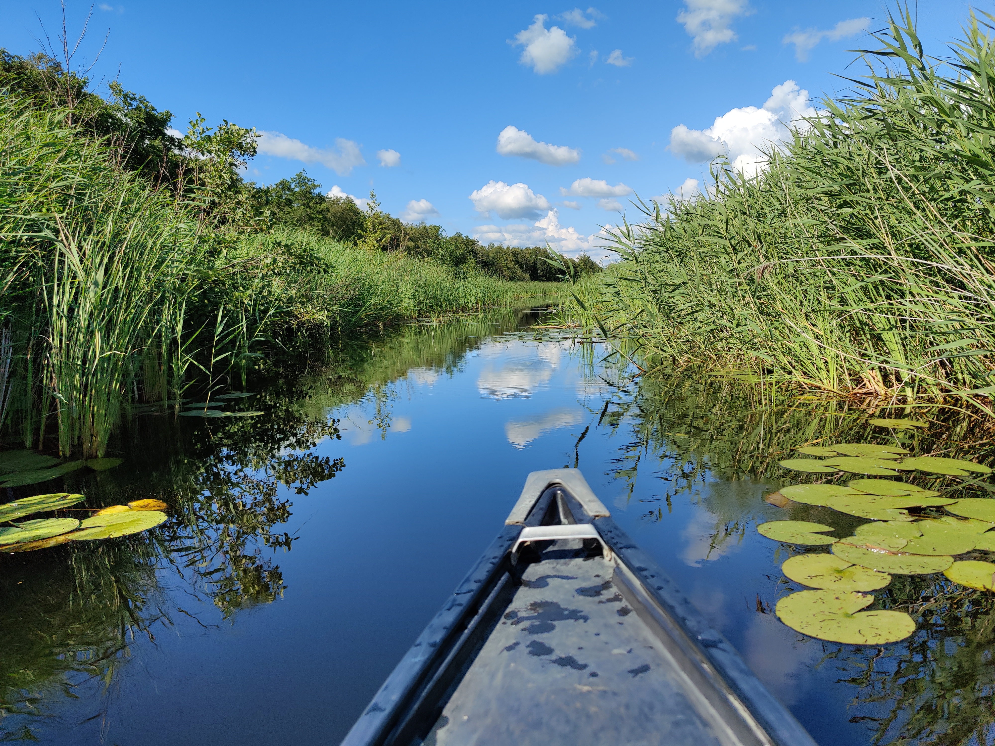 Kano vaart door een smalle watergang in Nationaal Park Weerribben-Wieden